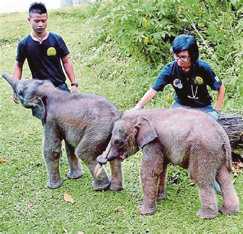 The key to Borneo pygmy elephants' survival | New Straits Times ...