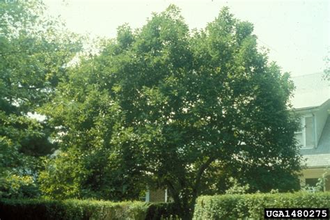 saucer magnolia, Magnolia x soulangiana (Magnoliales: Magnoliaceae) - 1480275
