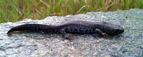 Great Crested Newts - Riverdale Ecology