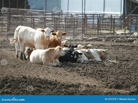 Cattle Lot stock photo. Image of cows, ranch, dirt, livestock - 3197270