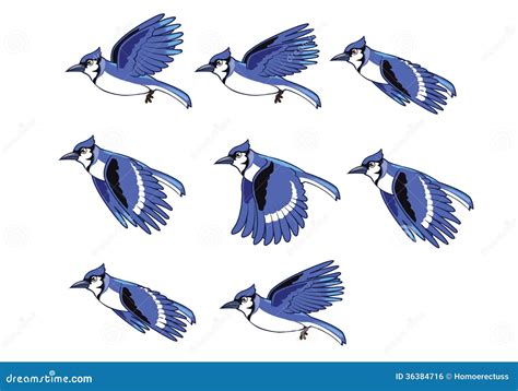 Blue Jay Bird Flying Sequence Stock Illustration - Illustration of blue ...