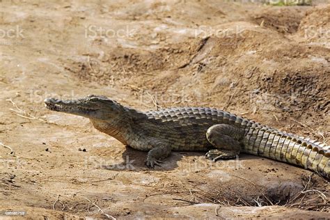 Crocodile Savanna Tsavo East Park In Kenya Stock Photo - Download Image Now - Adult, Africa ...