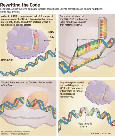 Why Gene-Editing Technology Has Scientists Excited - WSJ