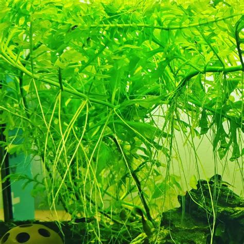 Water Wisteria in Aquarium: Characteristics & How To Grow