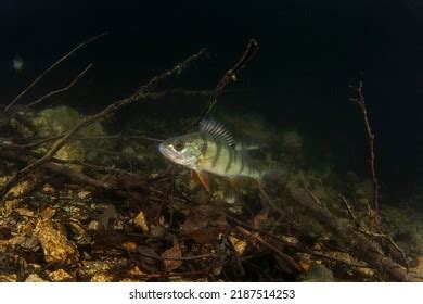 European Perch Dam Perch Natural Habitat Stock Photo 2187514253 | Shutterstock