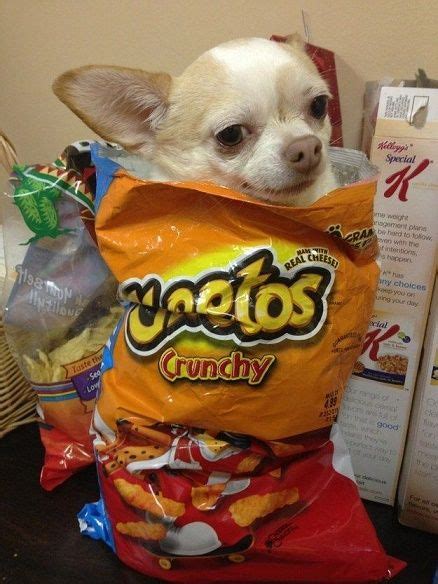 30 Razones que confirman que los Chihuahuas son los perros con más ...