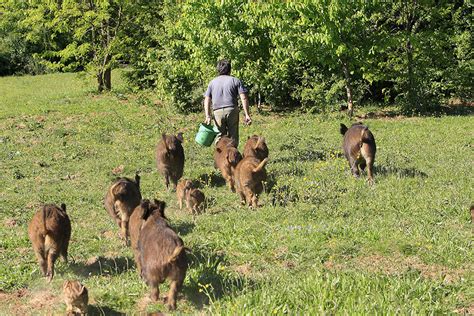 “Humans caused the overpopulation of wild boars” | CNRS News