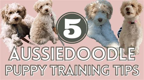 5 Aussiedoodle Puppy Training Tips That Helped Us - torey noora