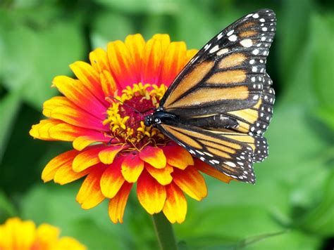 Pollinators: Nothing to Sneeze At | Espoma