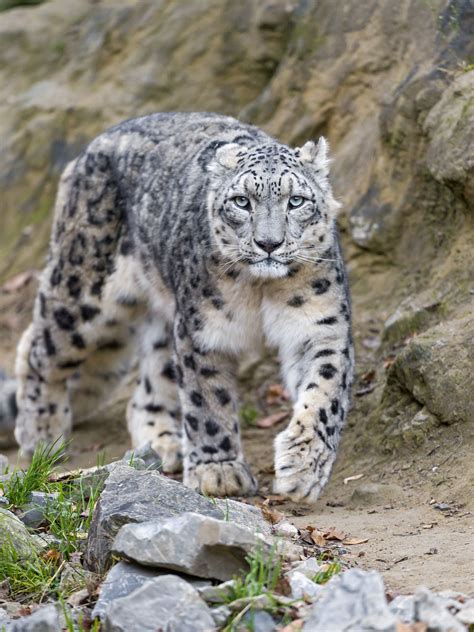 Again, a photo of Villy walking... | Wild animals pictures, Animals ...