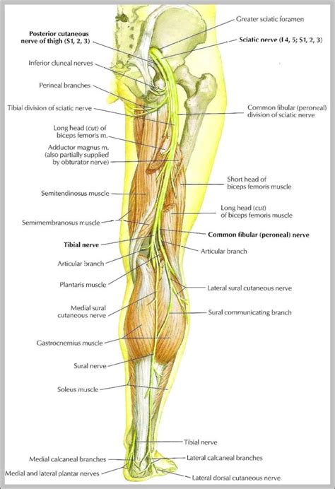 sciatic nerve picture | Anatomy System - Human Body Anatomy diagram and chart images