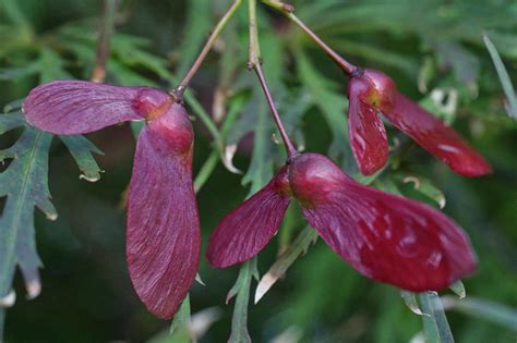 Japanese Maple Seeds Photograph by Iris Richardson | Fine Art America