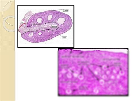 SOLUTION: Histology of female reproductive system - Studypool