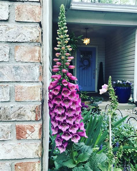 Foxglove | Outdoor structures, Plants, Garden