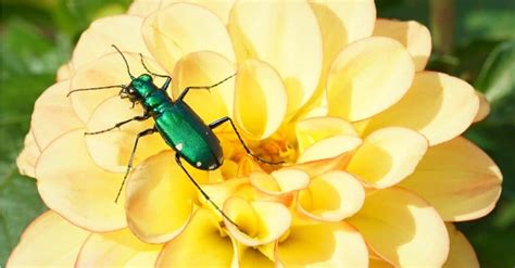 Tiger Beetle Insect Facts | Cicindelinae - Wiki Point