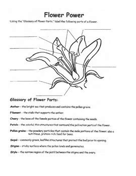 Flower Dissection Lab by The Essentials | Teachers Pay Teachers