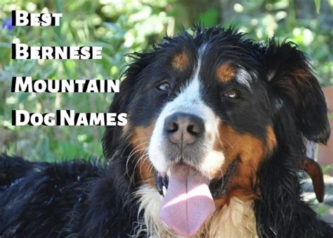 Best Swiss Names for a Bernese Mountain Dog - PetHelpful