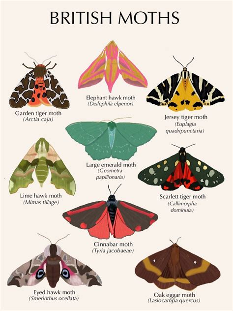 British Day Flying Moths Identification Guide FSC Moths Guide ...