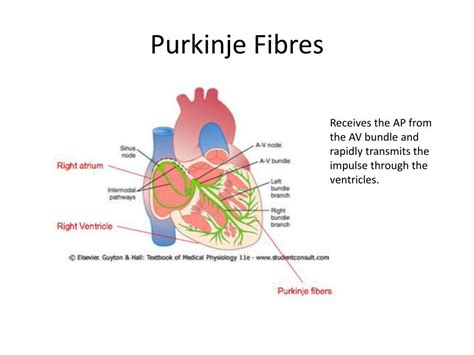 PPT - Electrical Activity of the Heart PowerPoint Presentation, free download - ID:3700797