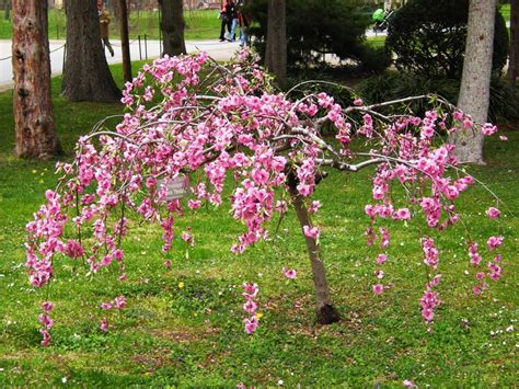 How To Grow Weeping Cherry Tree | Plantly