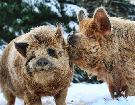 KuneKune Pigs – Camanna's Petite Paradise