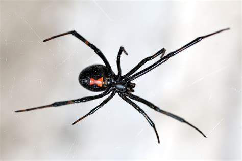 Deadly Black Widow Spiders Feast on Males after Mating with Them and ...