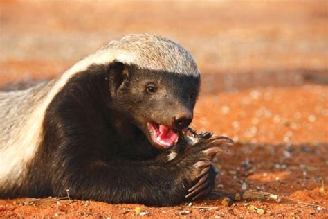 Honey Badger(Mellivora capensis) - Shadows Of Africa