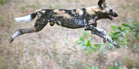 How Fast Can African Wild Dogs Runs? African Wild Dogs Speed