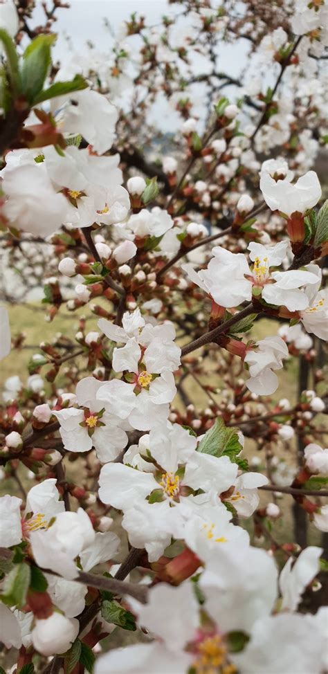 Cherry blossom in Jeju Island, South Korea [4032x1960] : r/SpringPorn