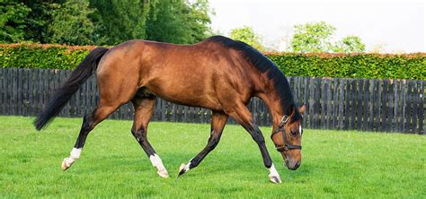 Coolmore Ireland | Home Of Champions | Coolmore Stud