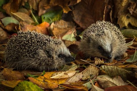 Premium Photo | Two young hedgehogs in autumn leaves