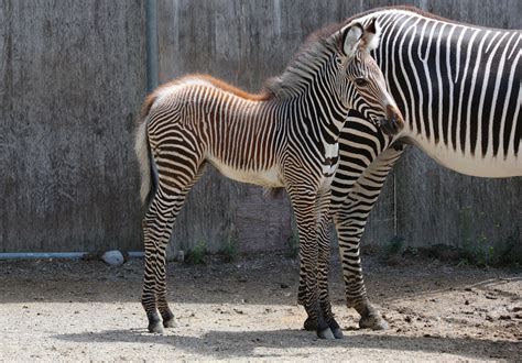 Photos of the Rare Grevy's Zebra Foal Born at the Toronto Zoo