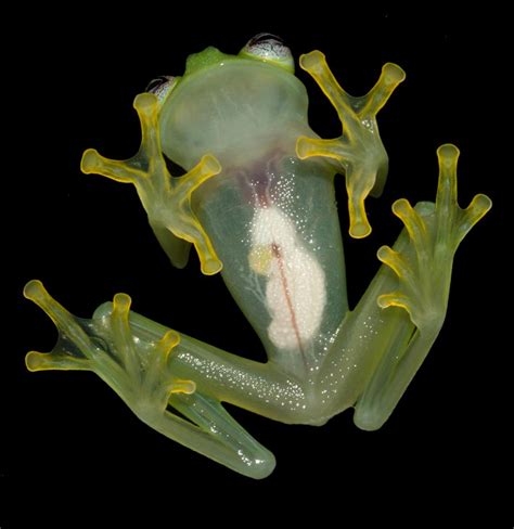 New Species of See-Through Frog May Give Kermit a Run for His Money ...