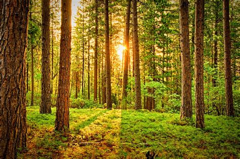 Green Forest Under White Sky during Daytime · Free Stock Photo