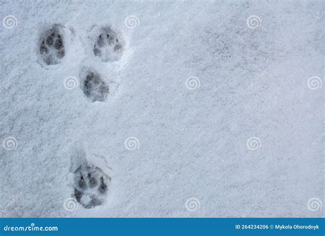 Free Animal Footprints In The Snow Printable Early Ye - vrogue.co