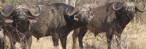 Cape Buffalo Hunting In South Africa - Big Game Hunting Adventures