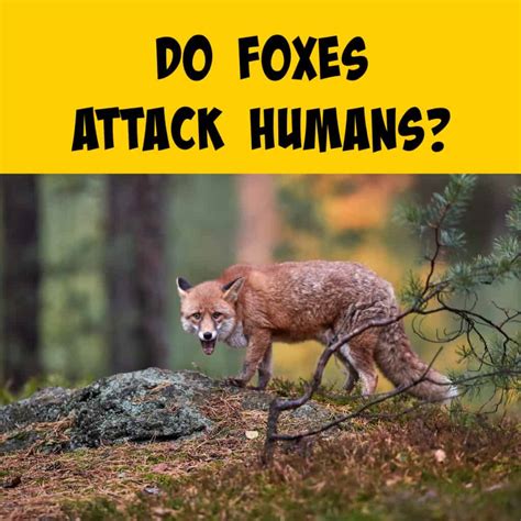 Do Foxes Really Attack Humans? A Deep Dive Into Behaviors. - Squirrels at the Feeder