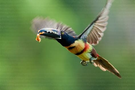 Animals World: wallpapers of animal collared aracari birds