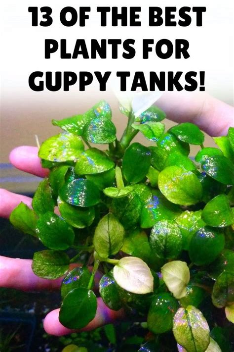 13 Excellent Plants For Guppy Tanks! (With Pictures) – Glass Box ...