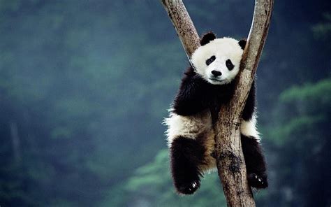 You can Panda Bear here. Panda Bear, Baby Panda Bear HD wallpaper | Pxfuel