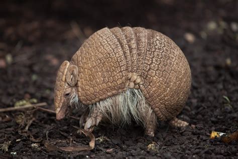 Tatu - espécies de tatus, características, fotos, curiosidades - Animais - InfoEscola