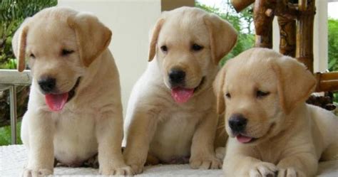 Blockhead Labrador Puppies: Blockhead Labrador Puppies Are Not For ...