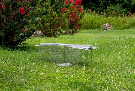 8 Ideas for How to Get Rid of Groundhogs