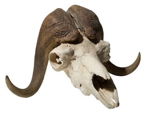 Musk Ox Taxidermy Skull with Horns | Artsy