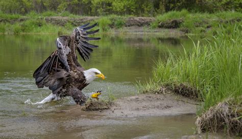 Northof49Photography: Bald Eagle Migration Workshop in Canada