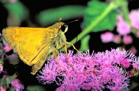 Free picture: European, skipper, butterfly, insect, thymelicus lineola