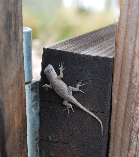 The Scratching Post: Juvenile Fence Lizard