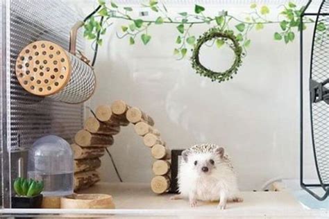 African Pygmy Hedgehog: Appearance, Behavior, And Pet Care