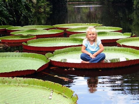 Giant Amazon Water Lily--Native to Brazil and the Amazon this lily can grow up to 8’ leaves that ...