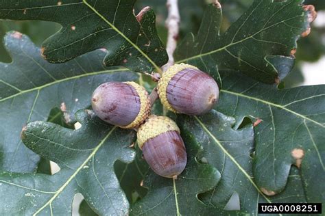 white oak (Quercus alba)